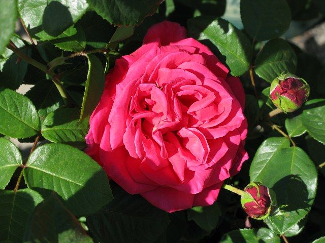  photo MissAll-AmericanBeautyfarmsupplyIMG_0816640wide_zpsbdc7e8ba.jpg